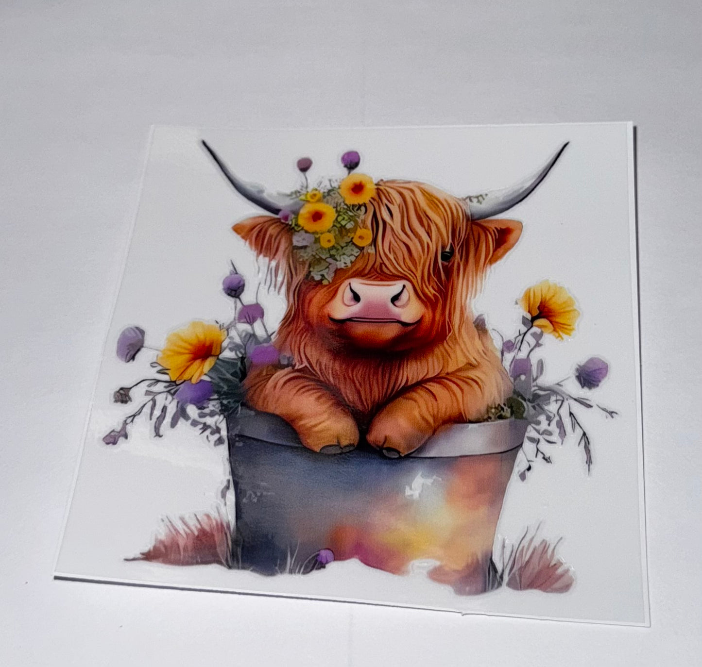 Highland Cows