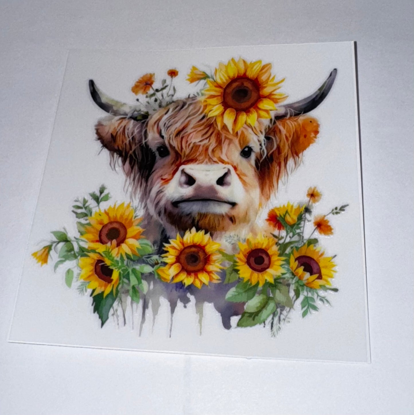 Highland Cows