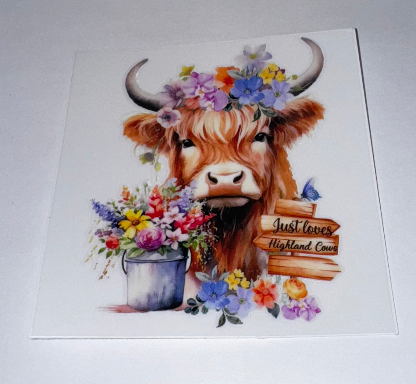 Highland Cows