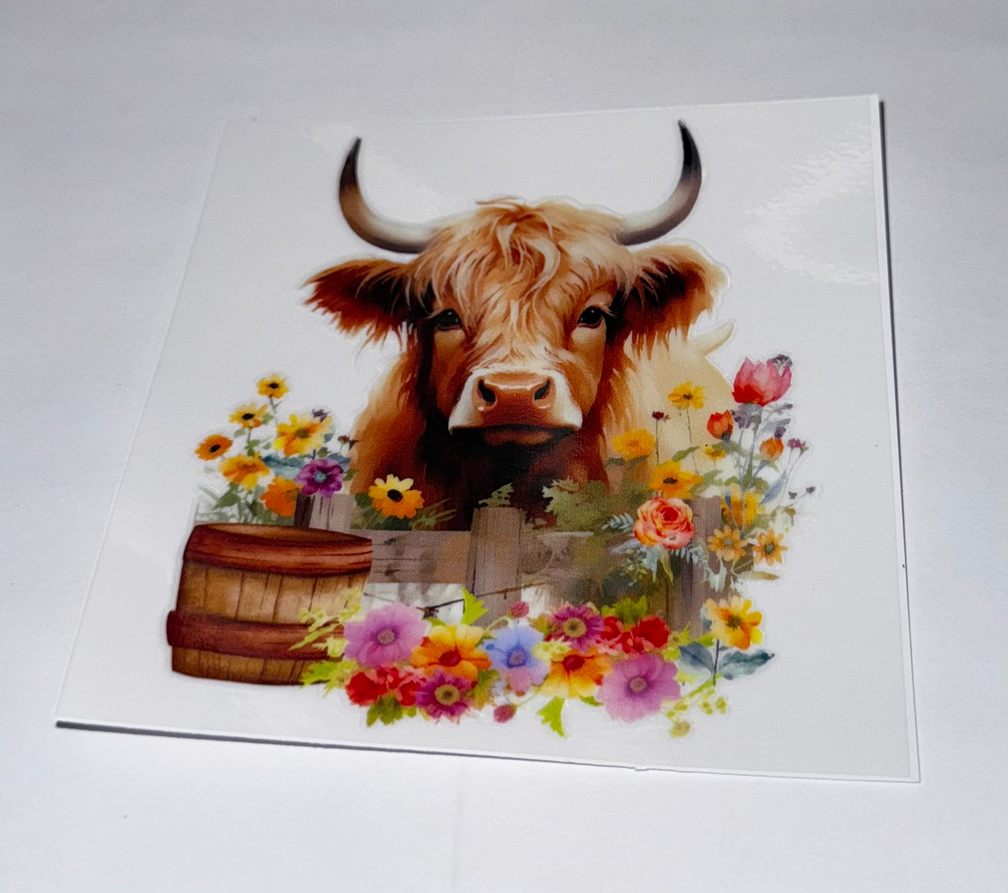 Highland Cows