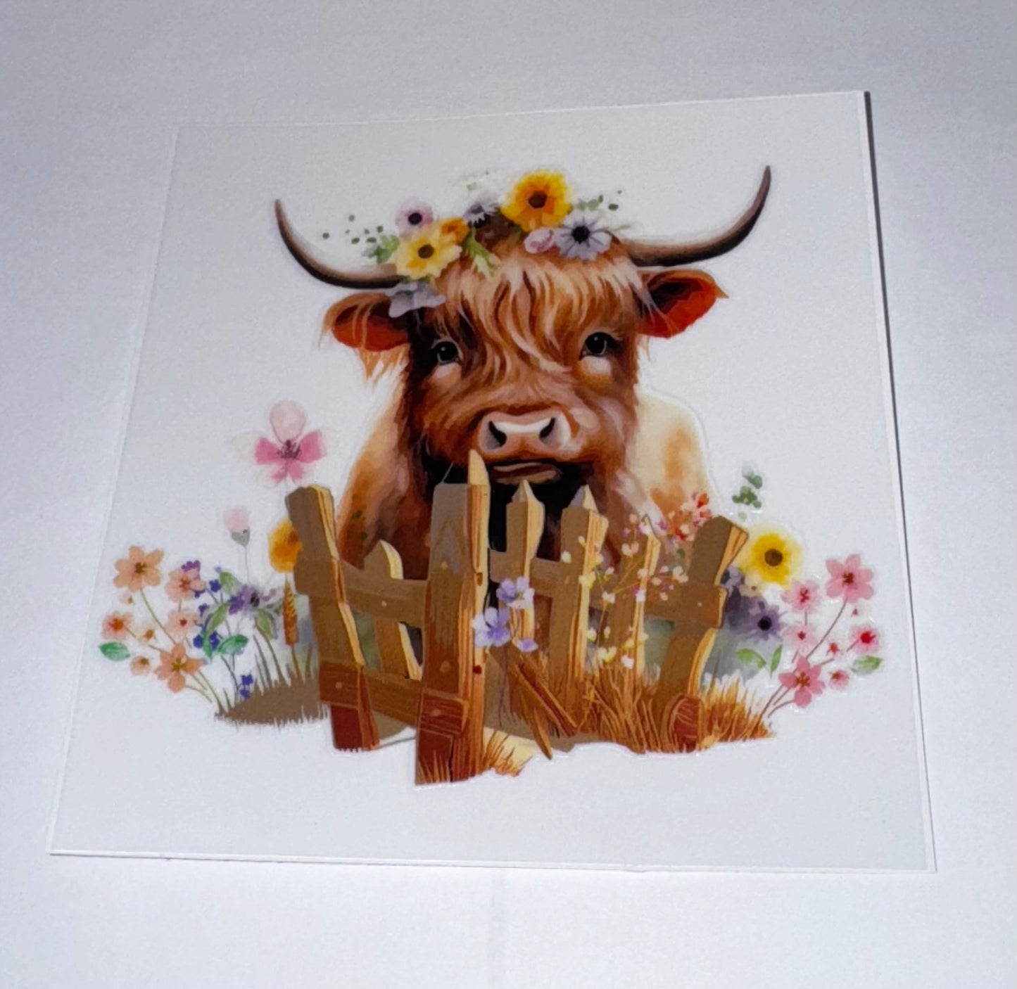 Highland Cows