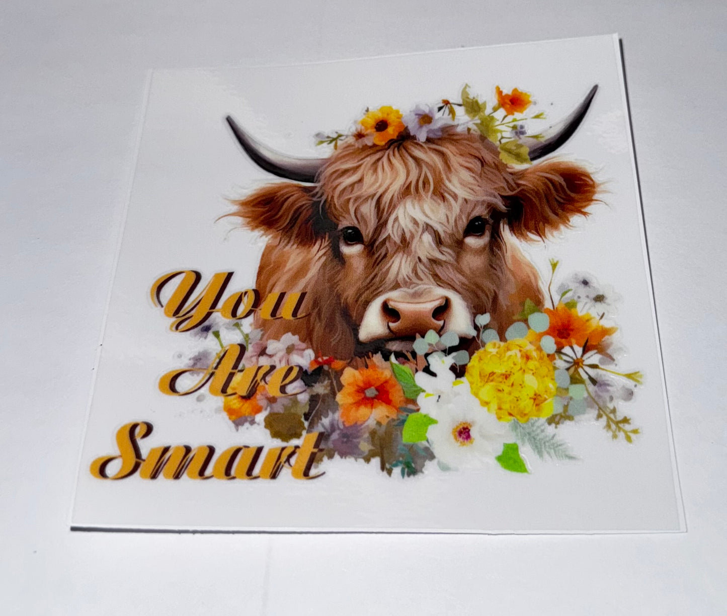 Highland Cows
