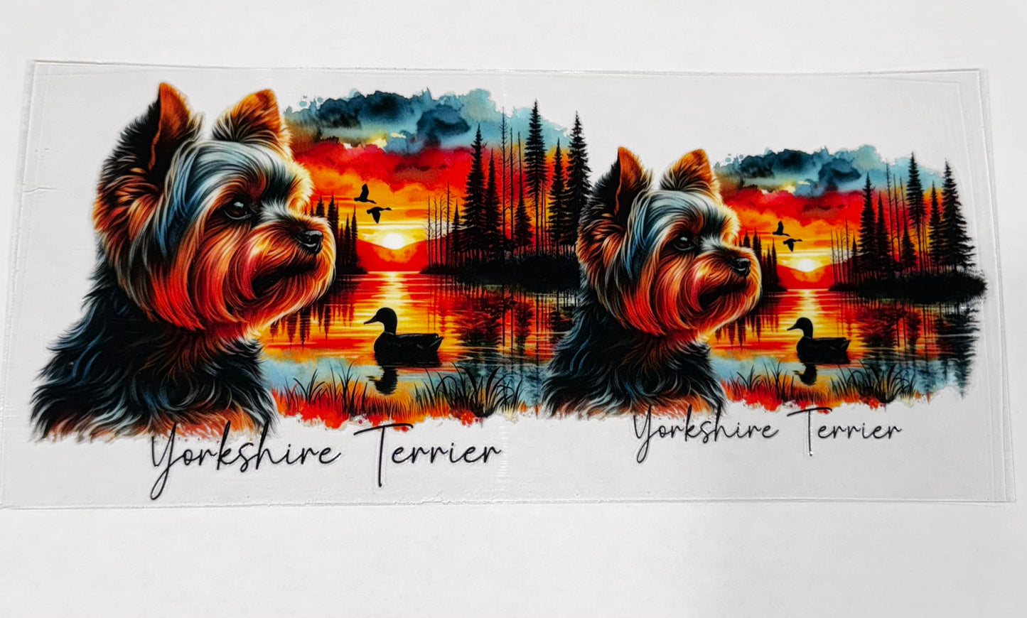 Yorkshire Terrier
