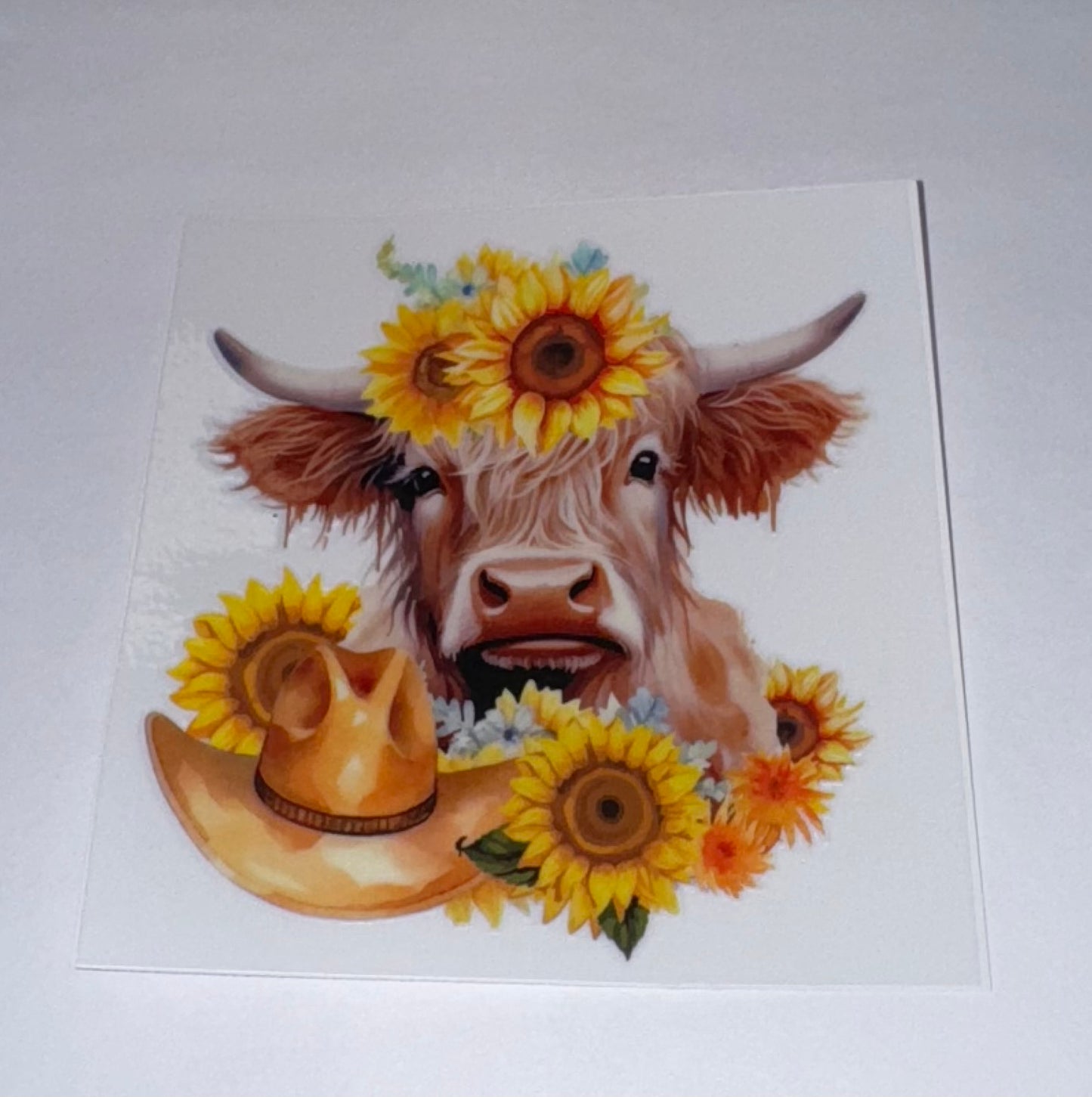 Highland Cows