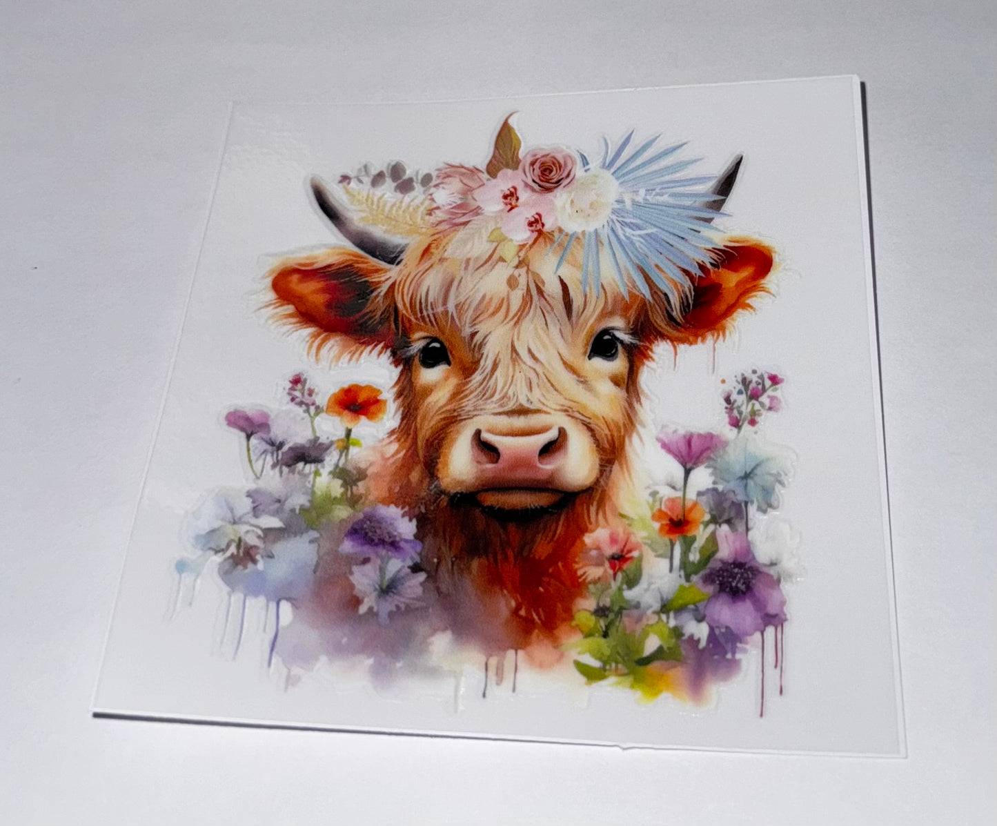 Highland Cows