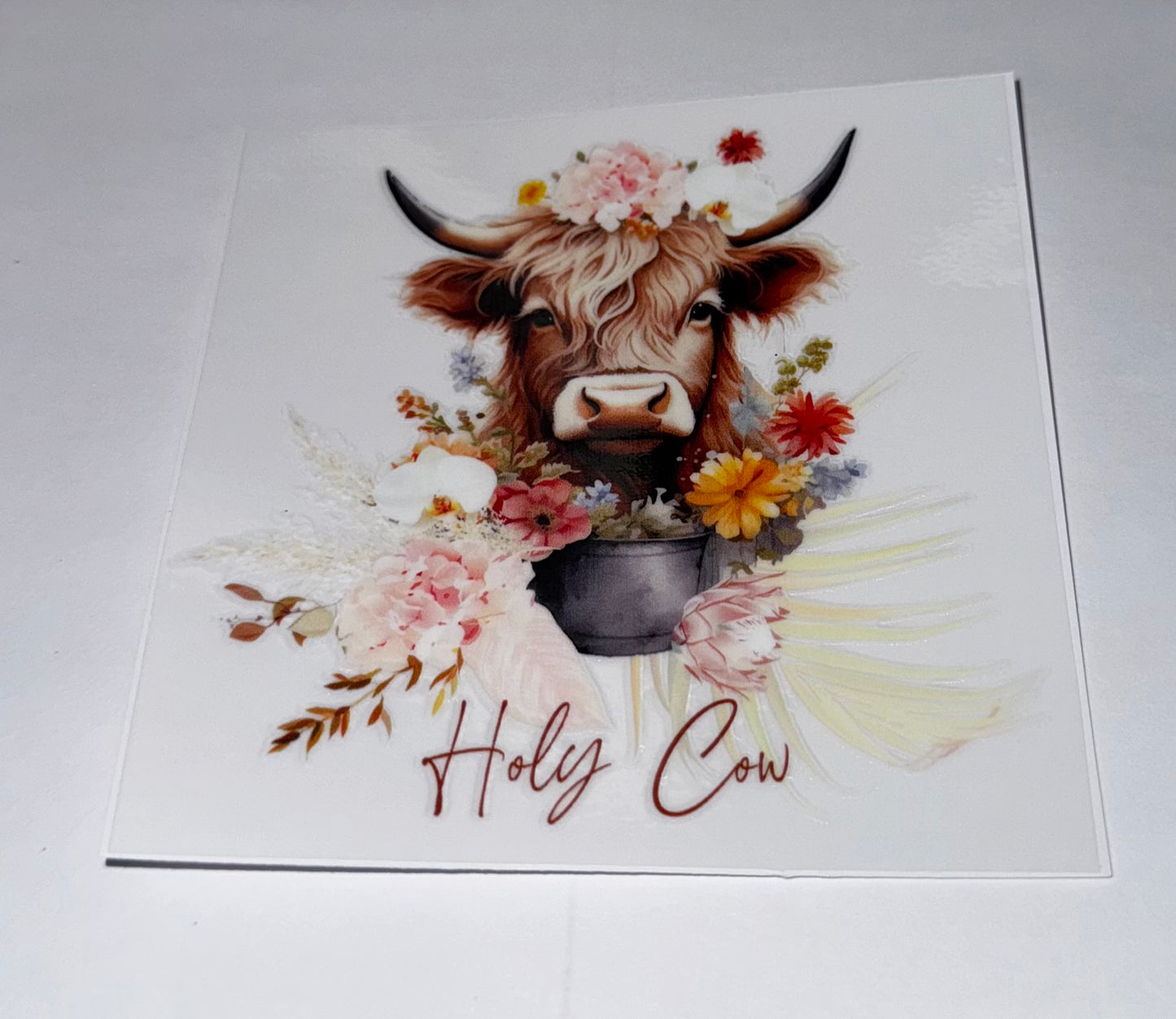Highland Cows