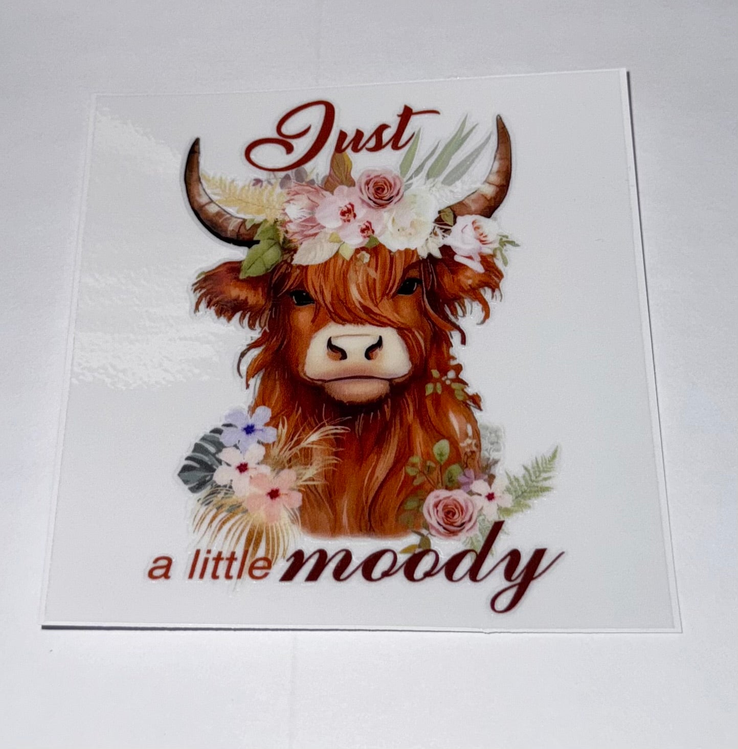 Highland Cows