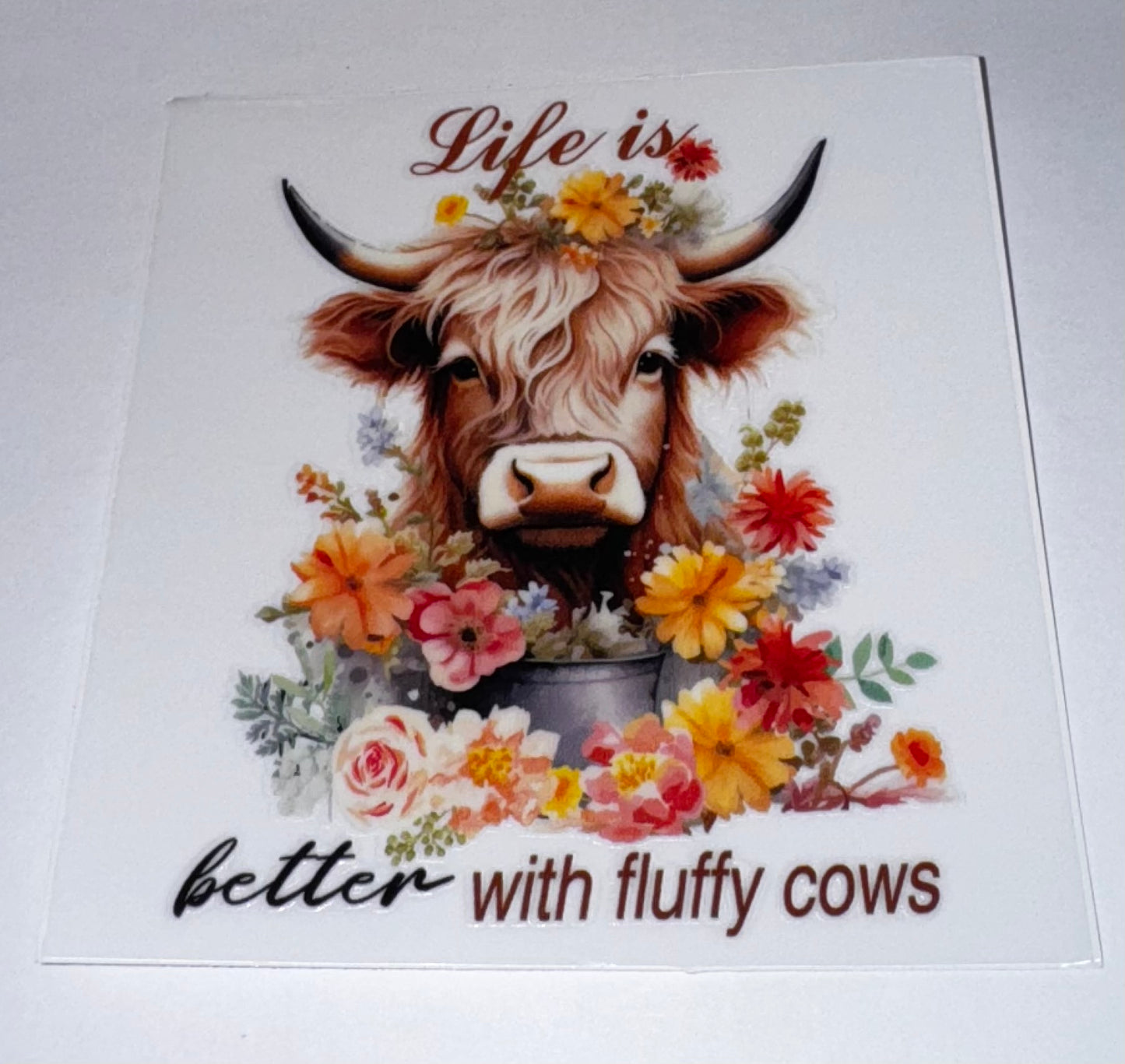 Highland Cows