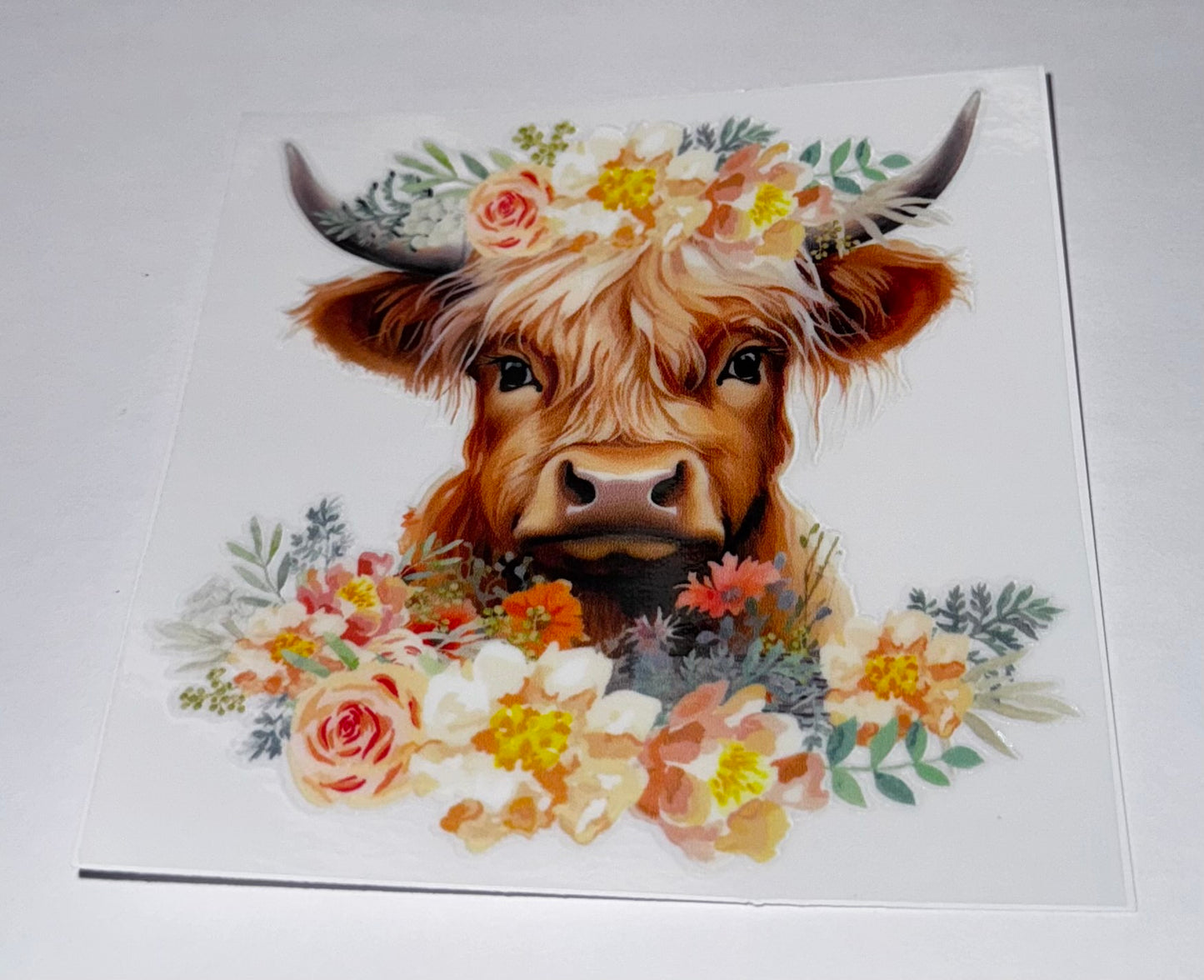 Highland Cows