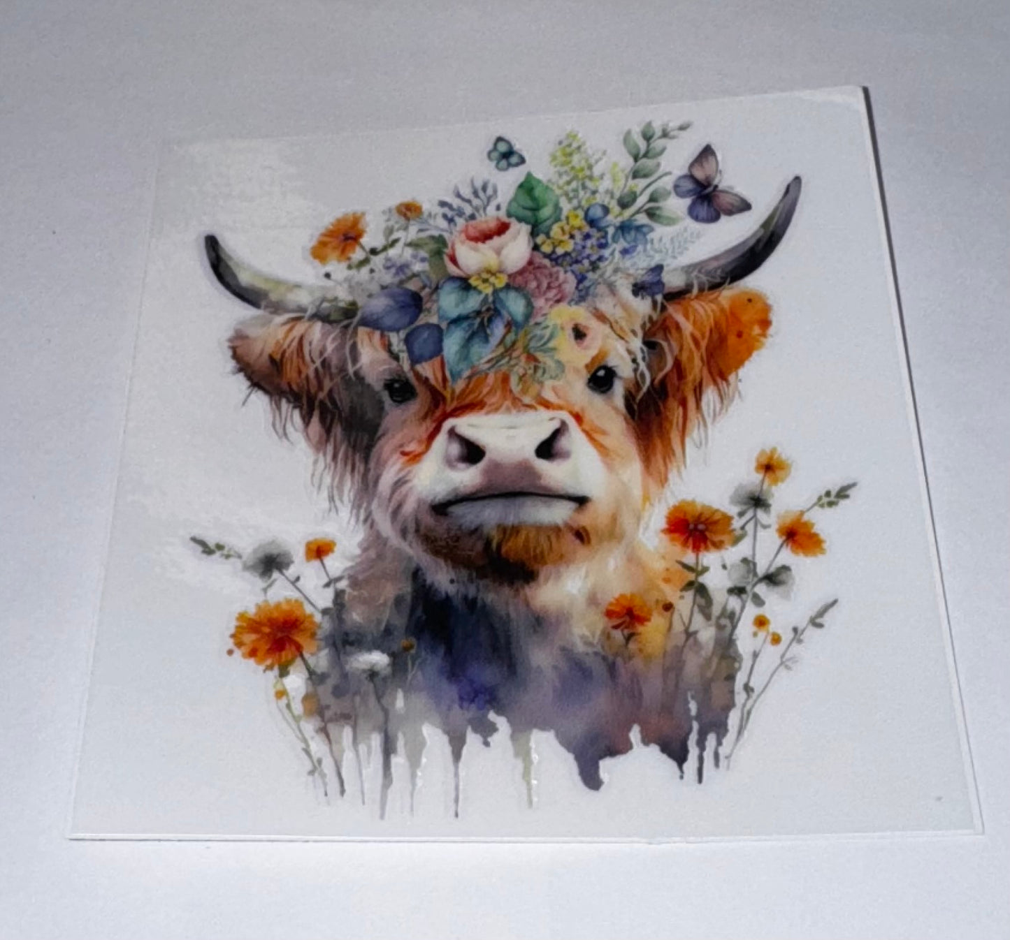 Highland Cows