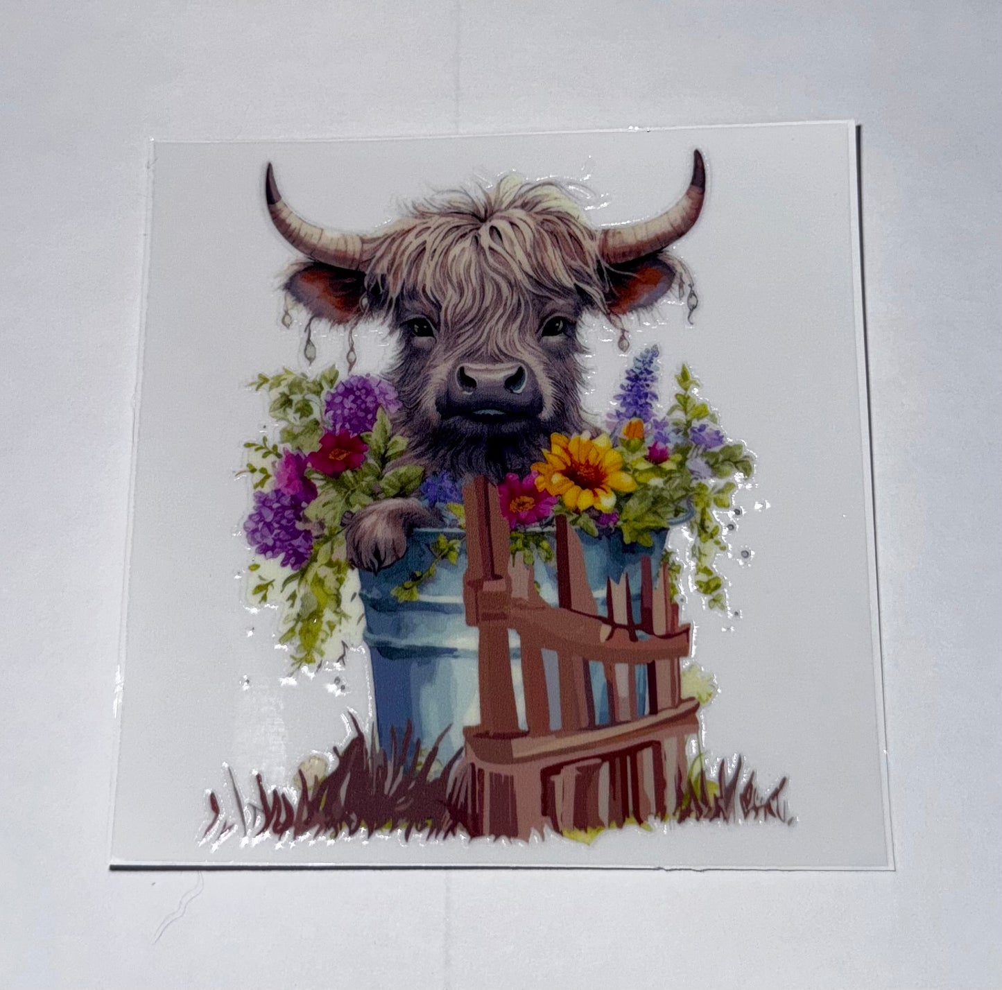 Highland Cows