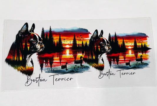 Boston Terrier