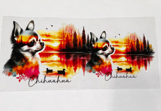 Chihuahua
